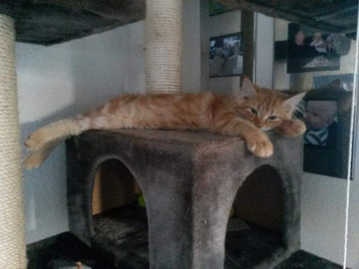 Blanding af racer Bailey billede 16