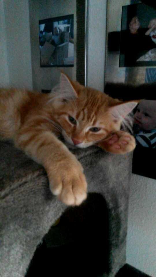 Blanding af racer Bailey billede 17