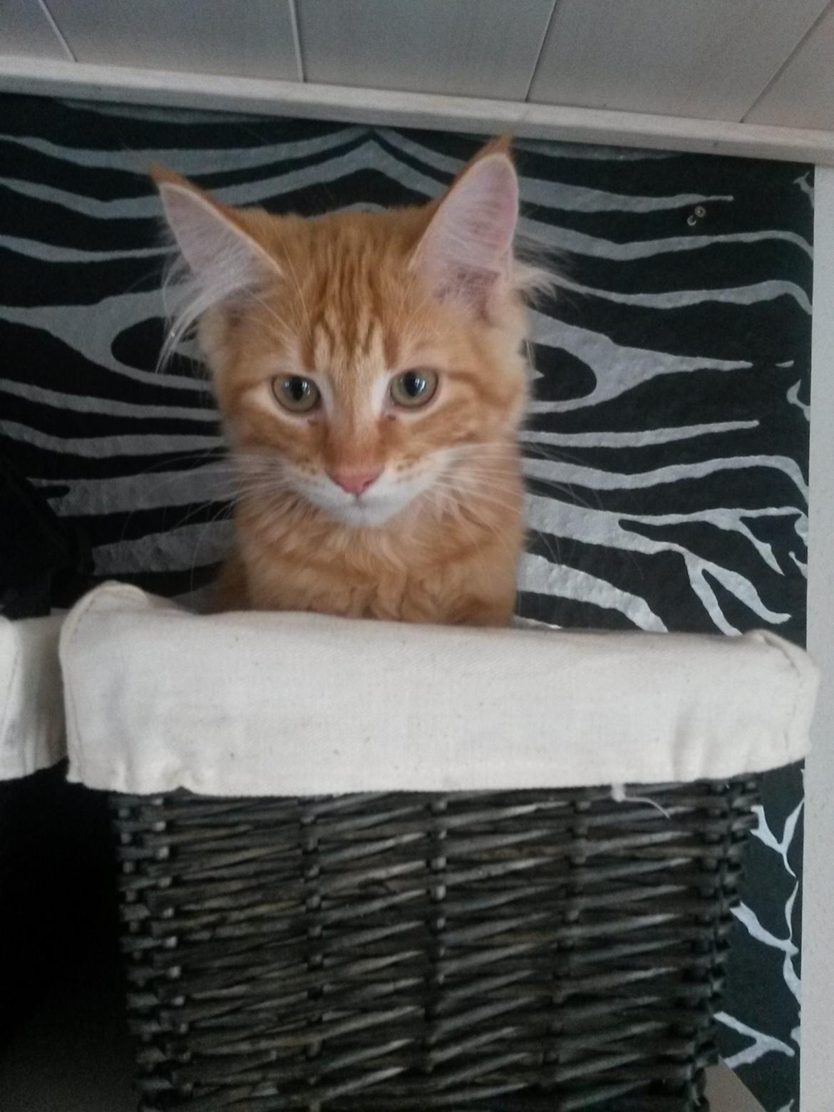 Blanding af racer Bailey billede 18