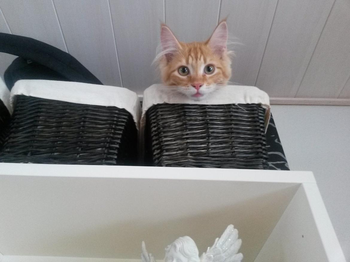 Blanding af racer Bailey billede 19