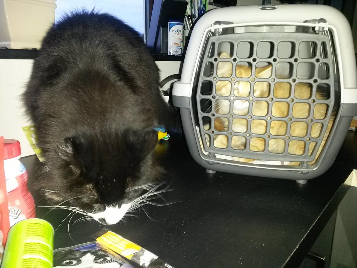 Blanding af racer Bailey billede 5