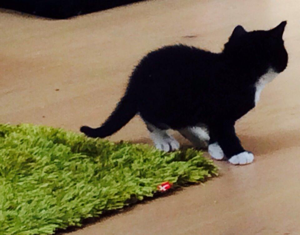 Blanding af racer Gaia Hera Mini-Snip Snude Hvidtfeldt billede 19