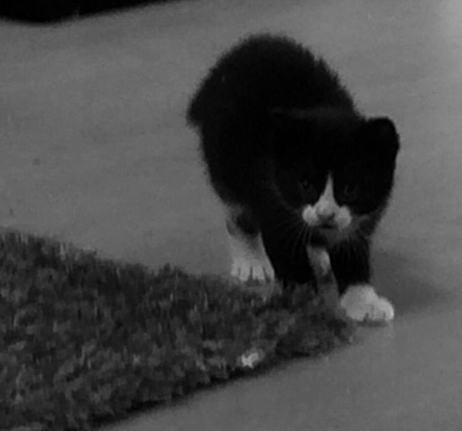 Blanding af racer Gaia Hera Mini-Snip Snude Hvidtfeldt billede 20