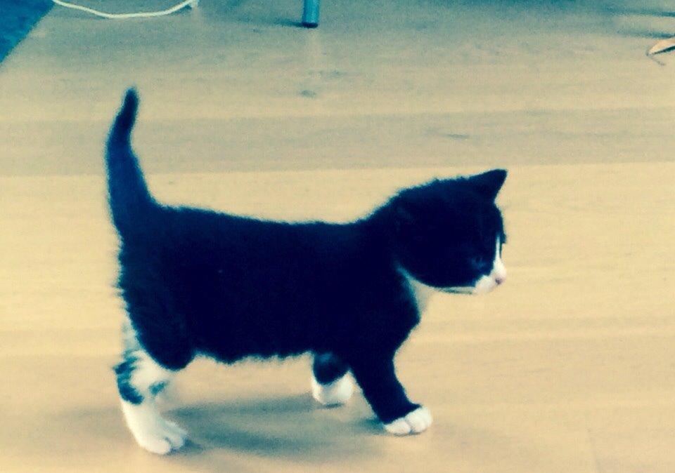 Blanding af racer Gaia Hera Mini-Snip Snude Hvidtfeldt billede 21