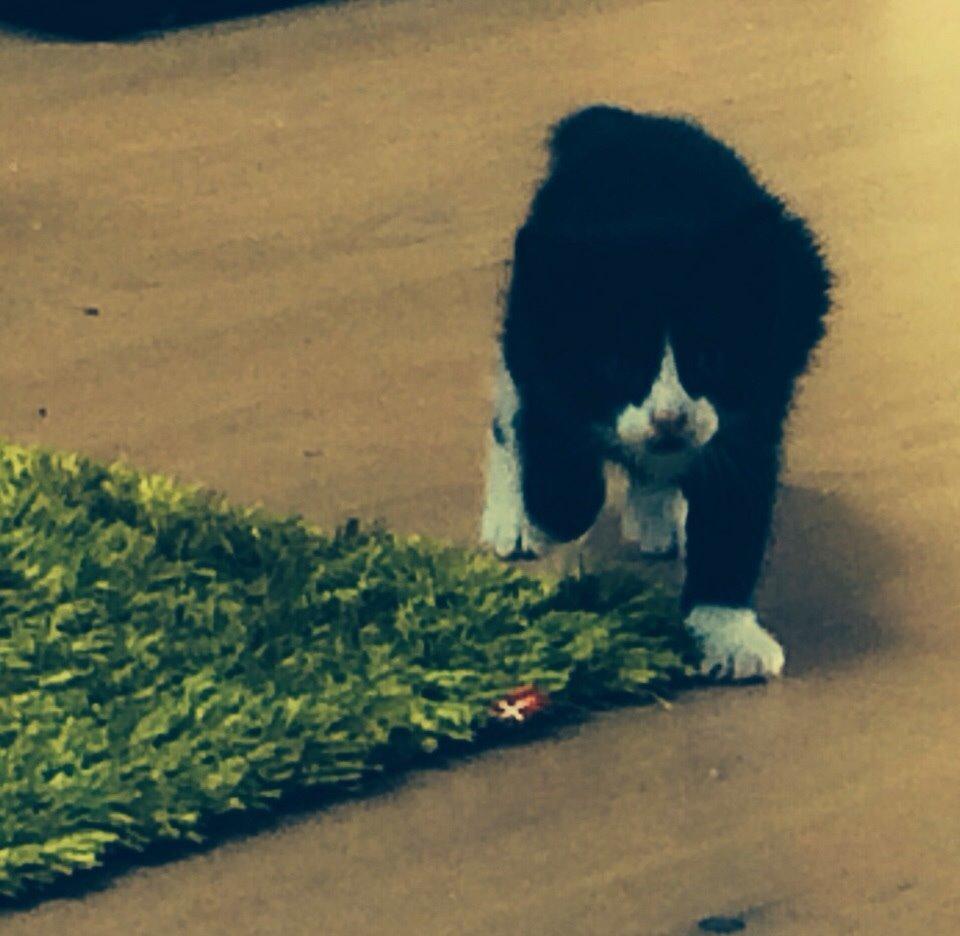 Blanding af racer Gaia Hera Mini-Snip Snude Hvidtfeldt billede 22