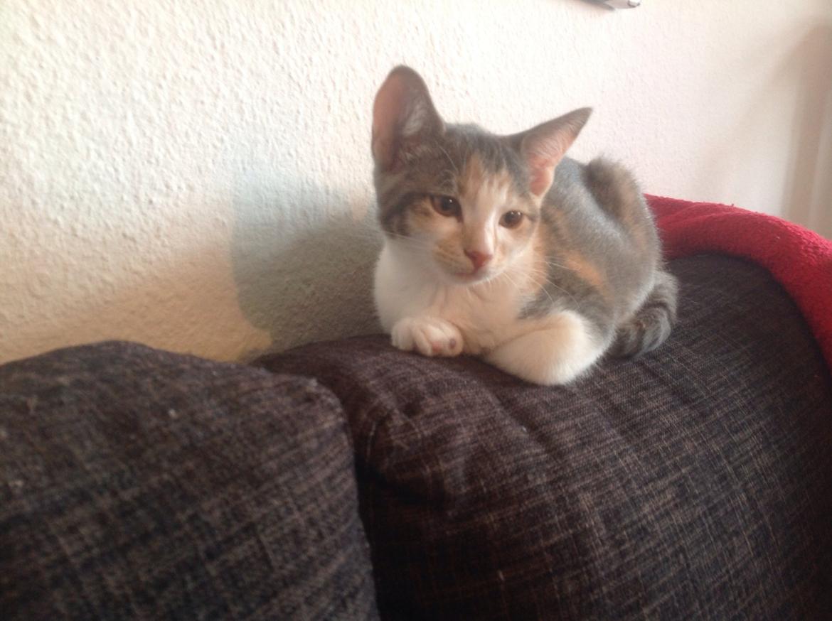 Huskat Fine billede 2