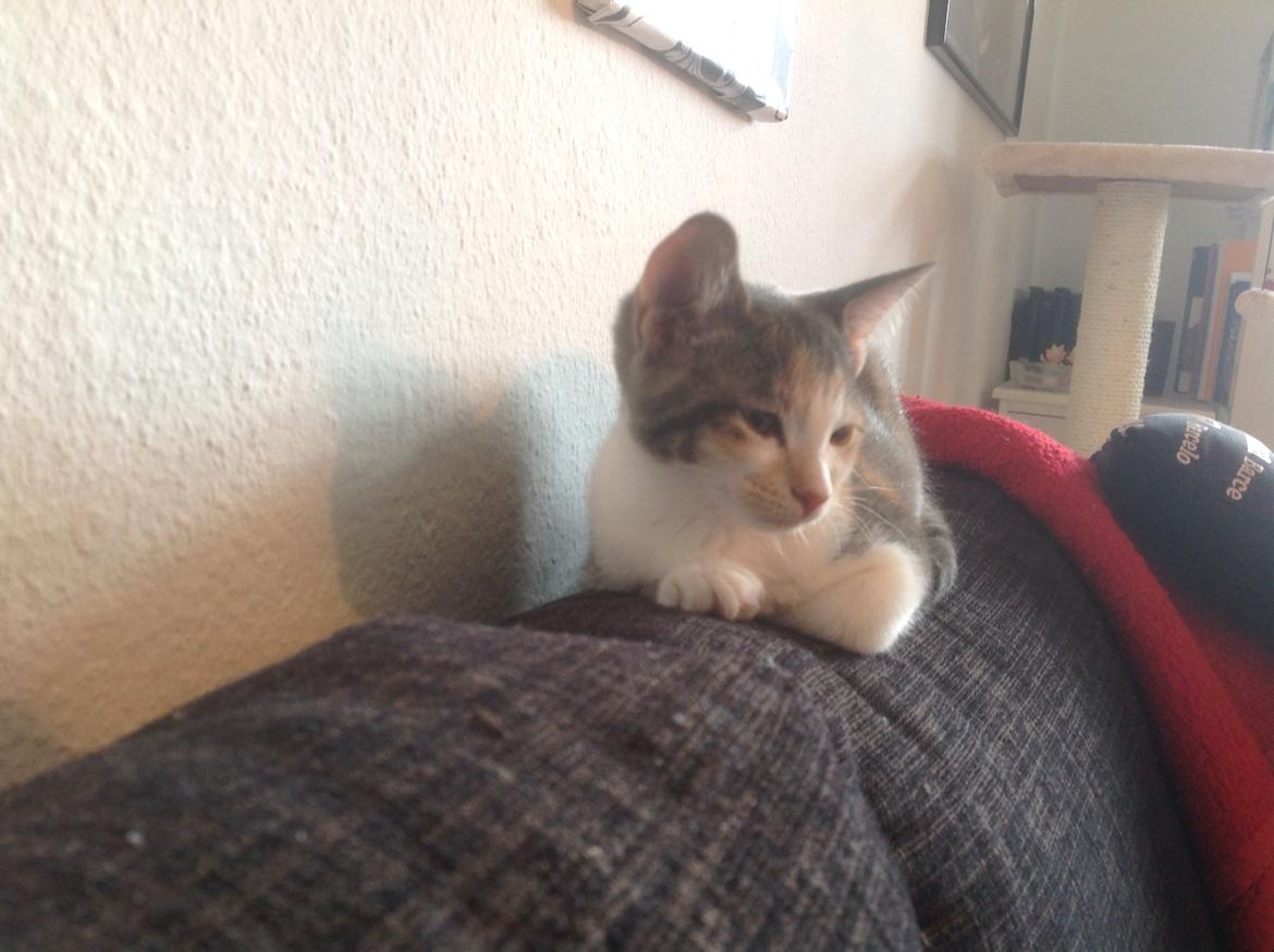 Huskat Fine billede 1