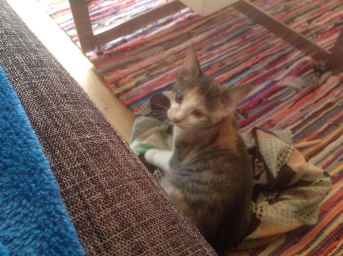 Huskat Fine billede 3