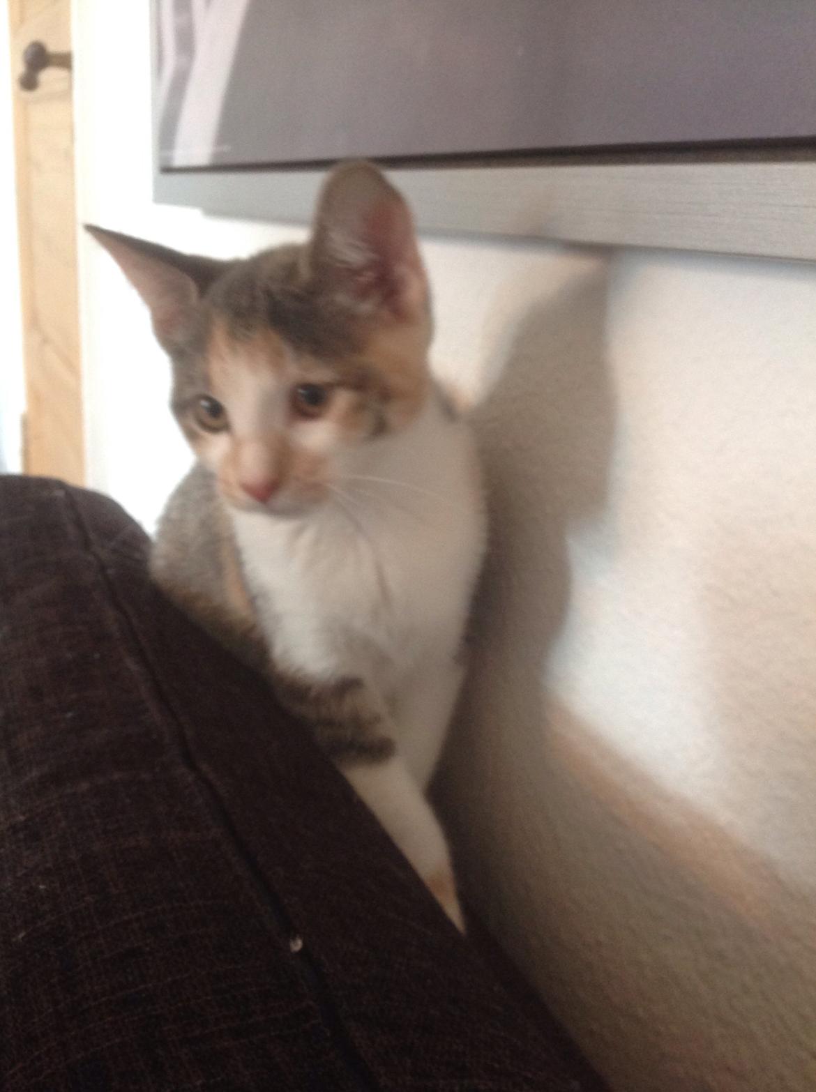 Huskat Fine billede 4