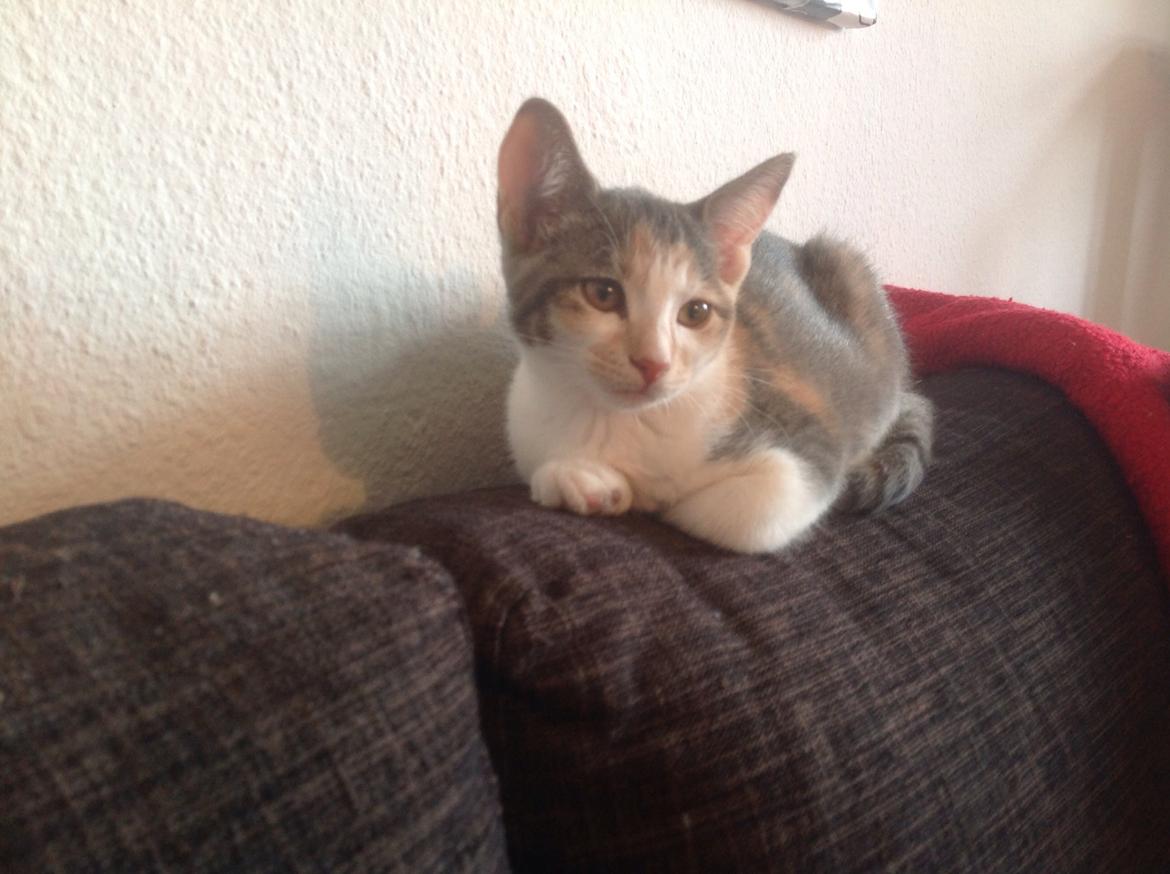 Huskat Fine billede 5