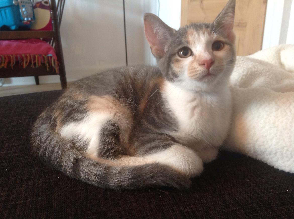 Huskat Fine billede 7