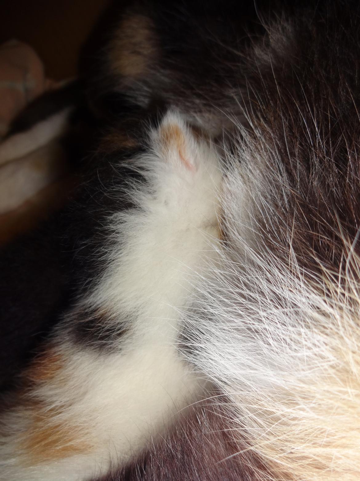 Huskat Rosie billede 17