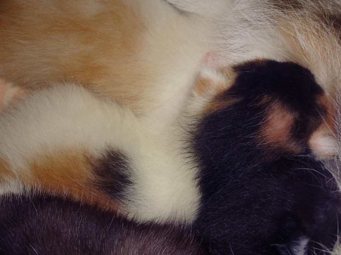 Huskat Rosie billede 20