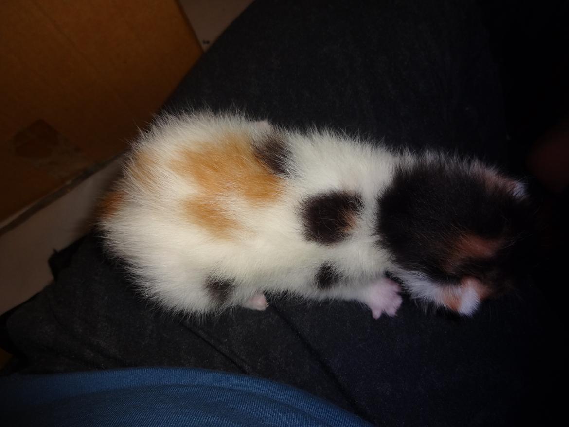 Huskat Rosie billede 21