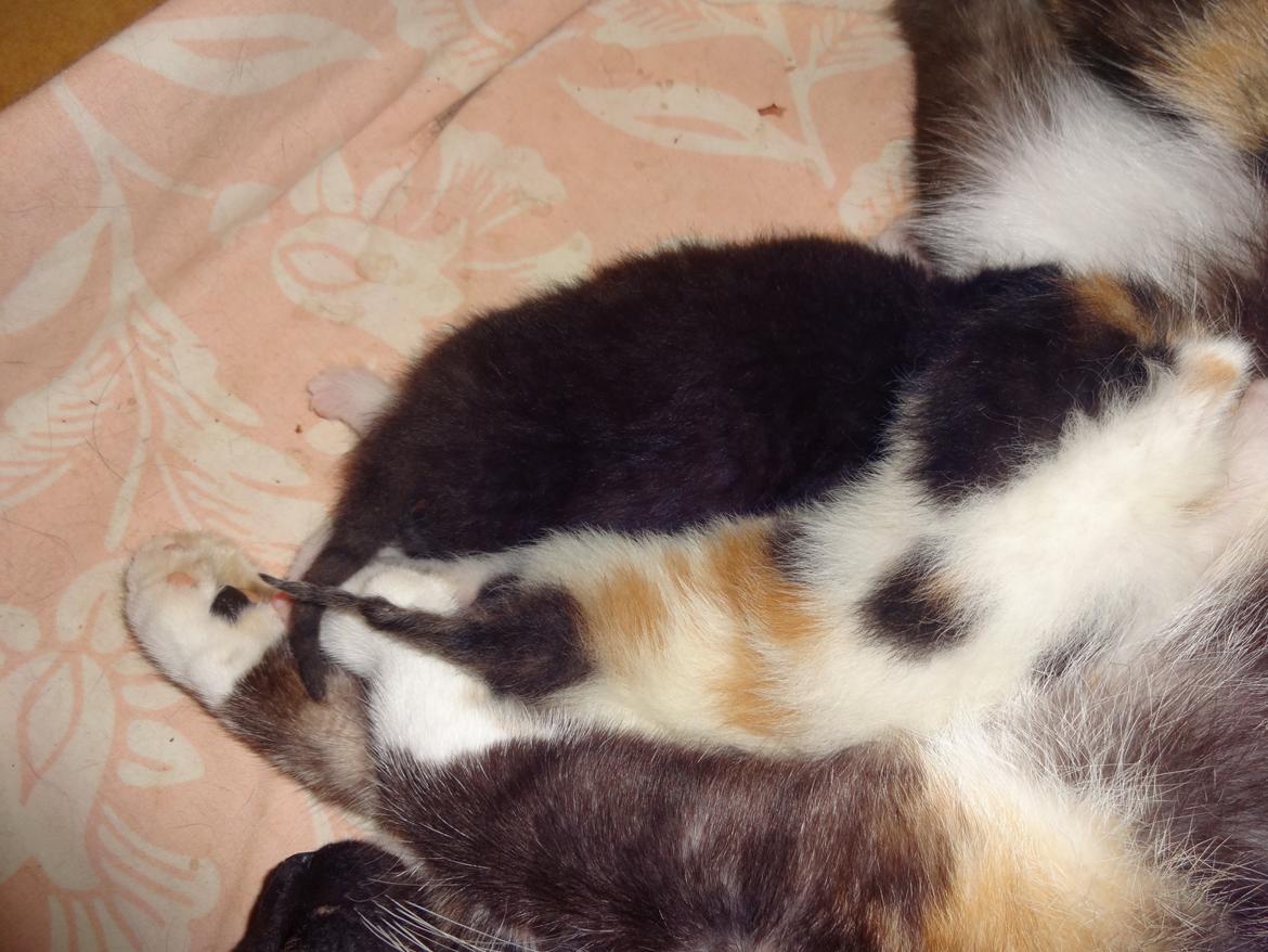 Huskat Rosie billede 22