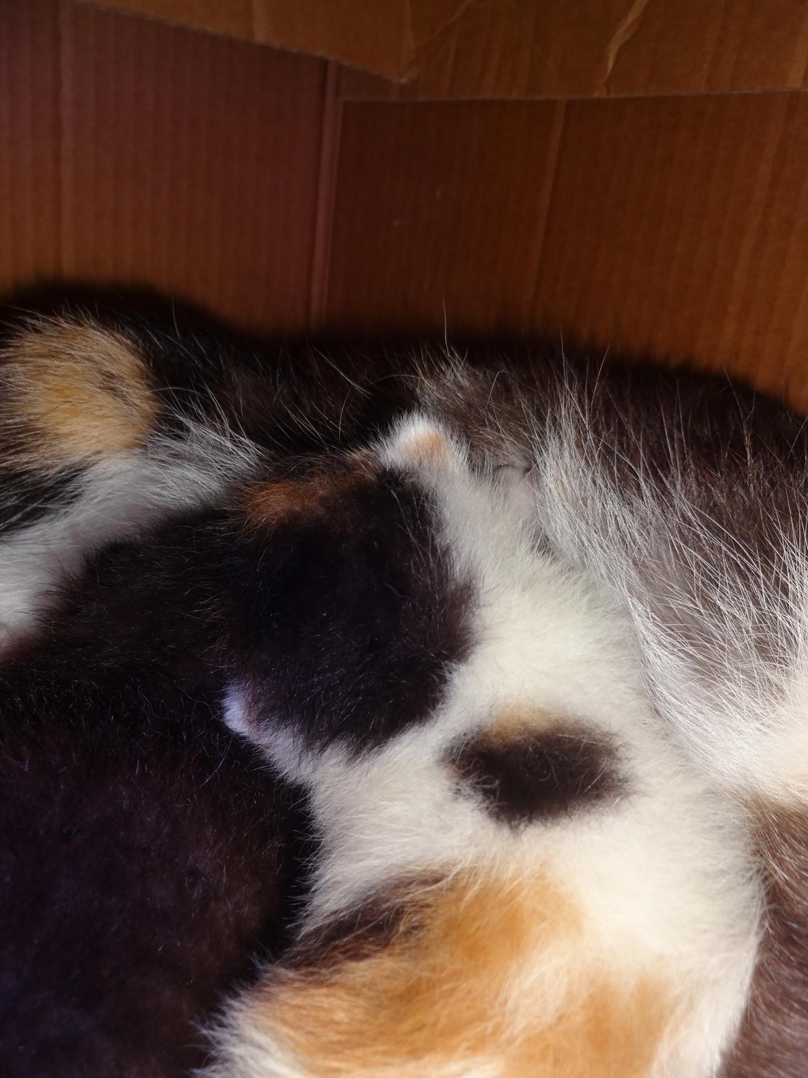 Huskat Rosie billede 18