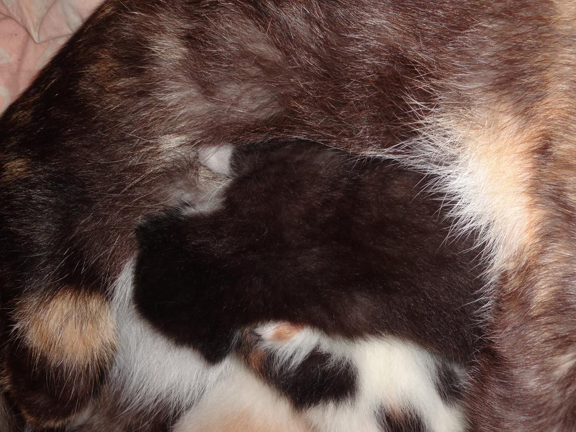 Huskat Shadow billede 16