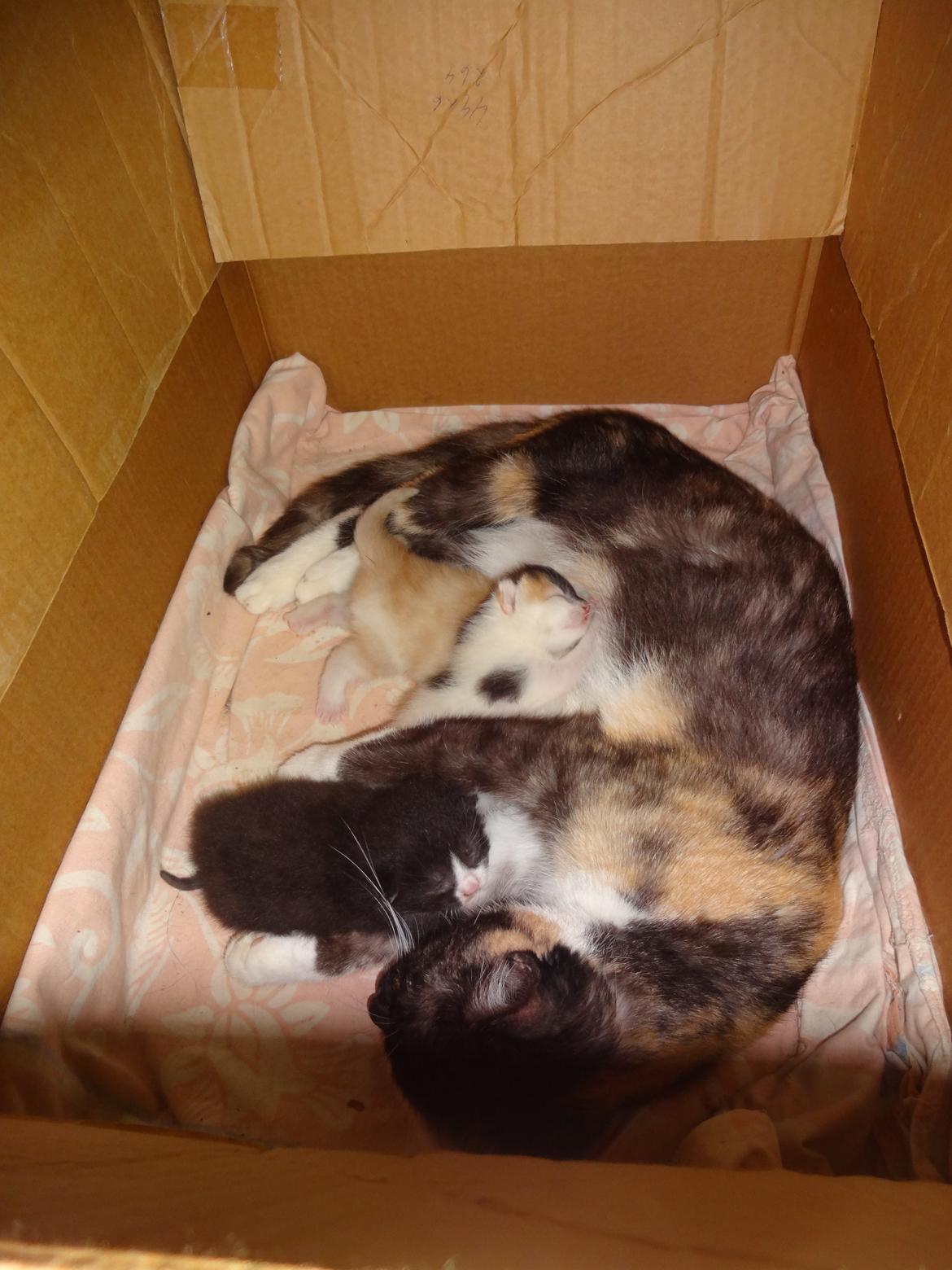 Huskat Shadow billede 18