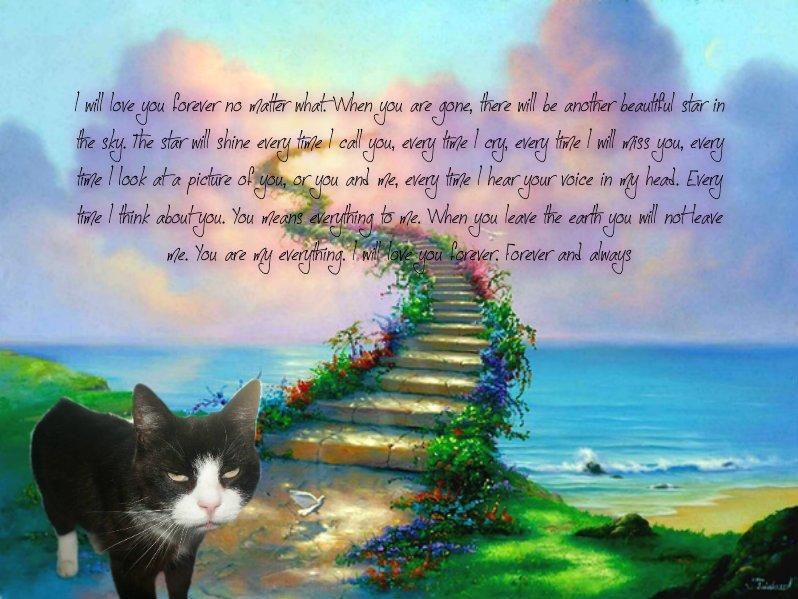 Huskat Miv - RIP 09-08-2014 <3 billede 1