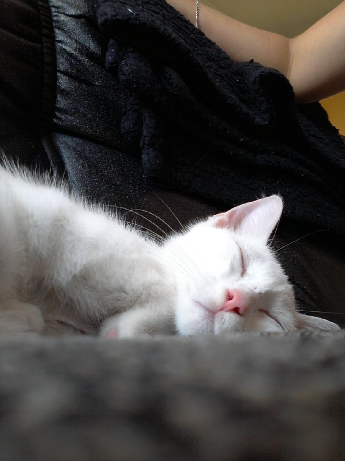 Huskat Nova billede 1