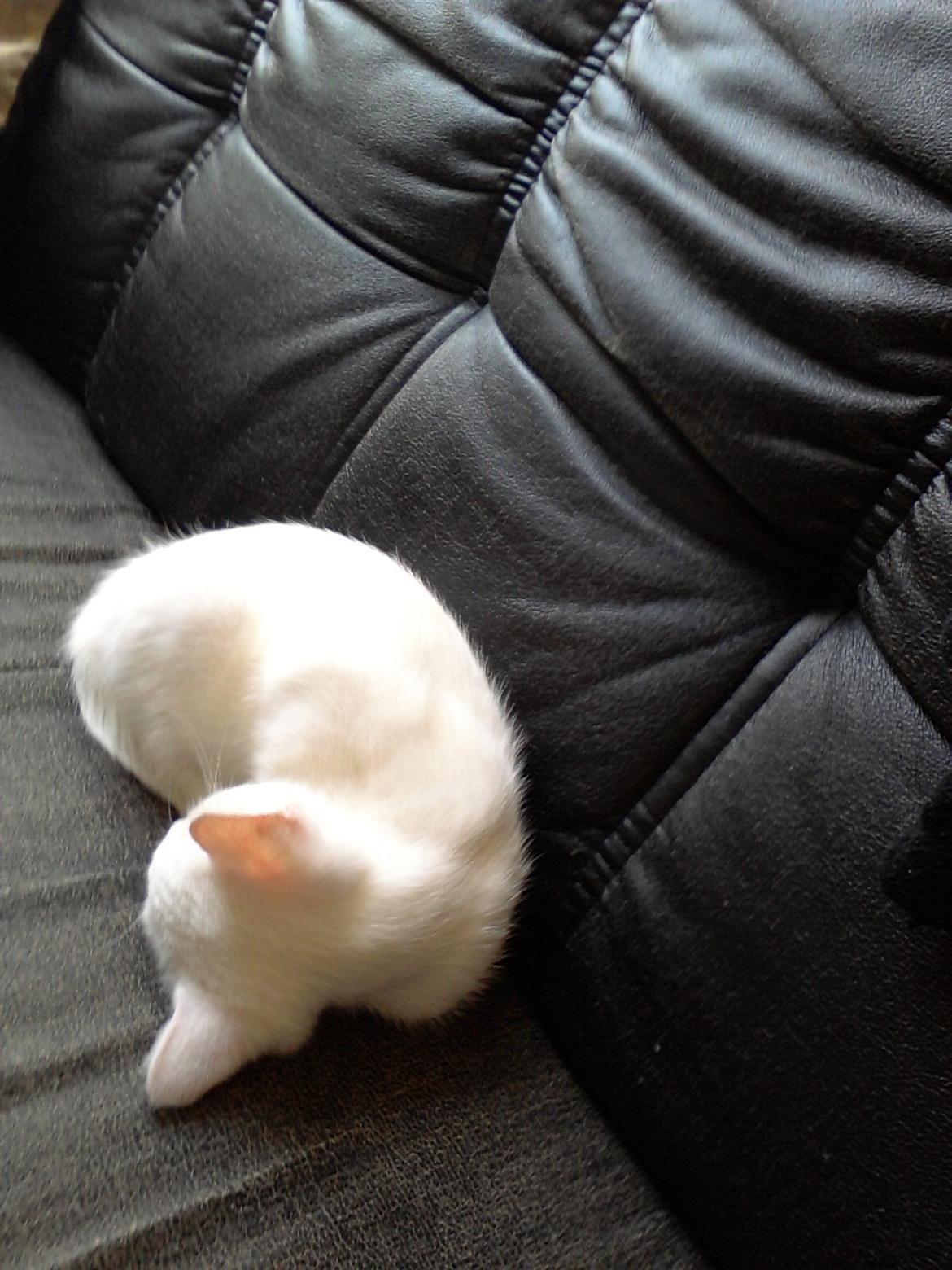 Huskat Nova billede 3