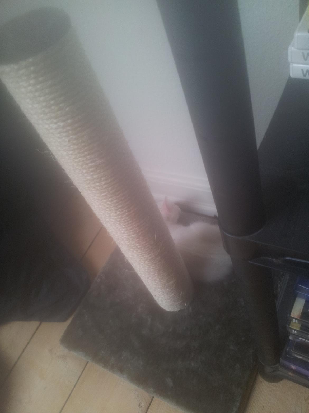 Huskat Nova billede 4