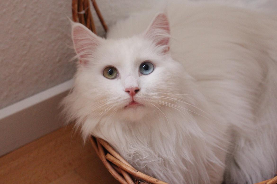 Maine Coon Galadriel billede 3