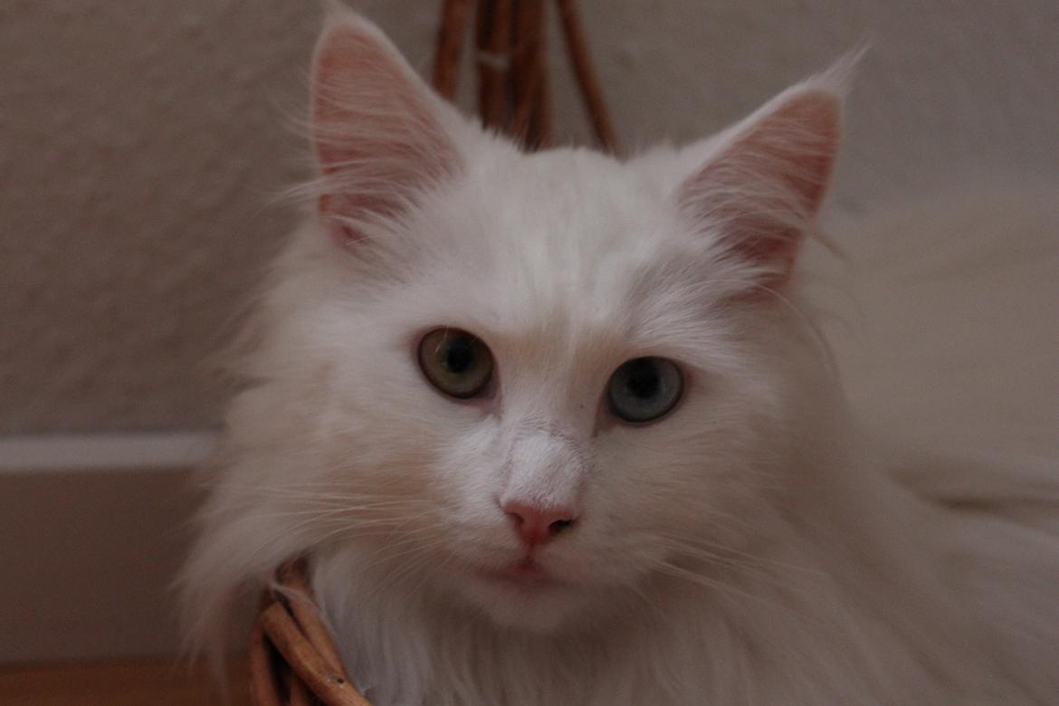 Maine Coon Galadriel billede 1