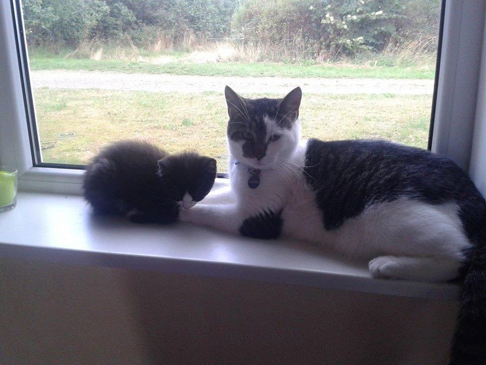 Blanding af racer Bamse billede 2