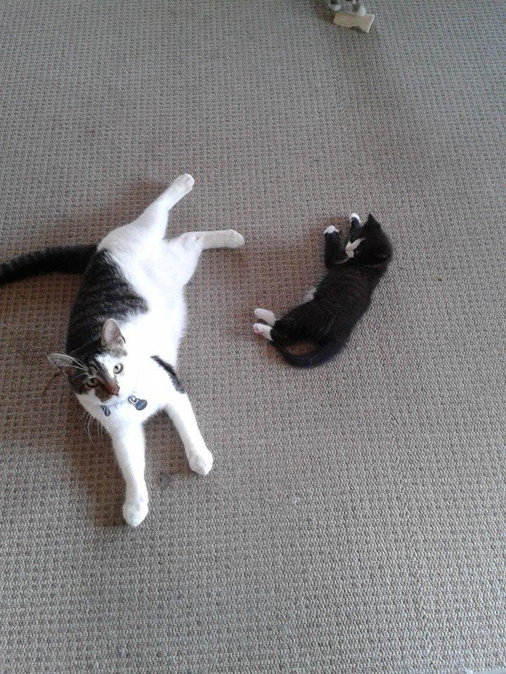 Blanding af racer Bamse billede 3