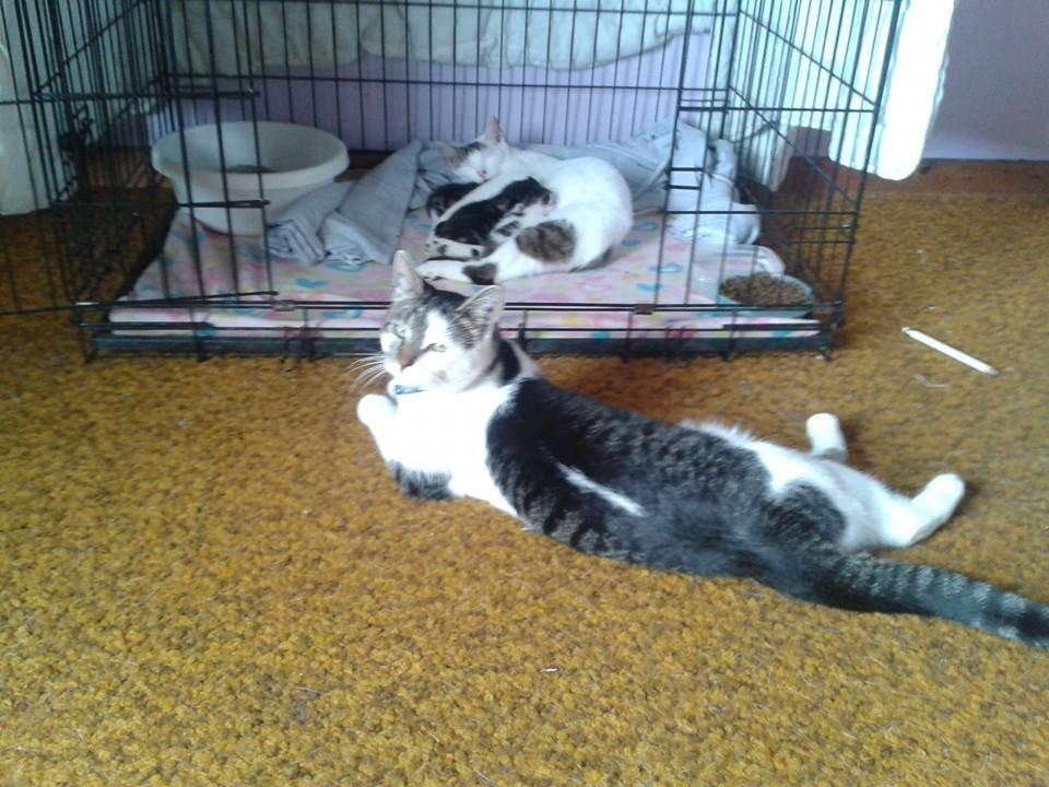 Blanding af racer Bamse billede 4