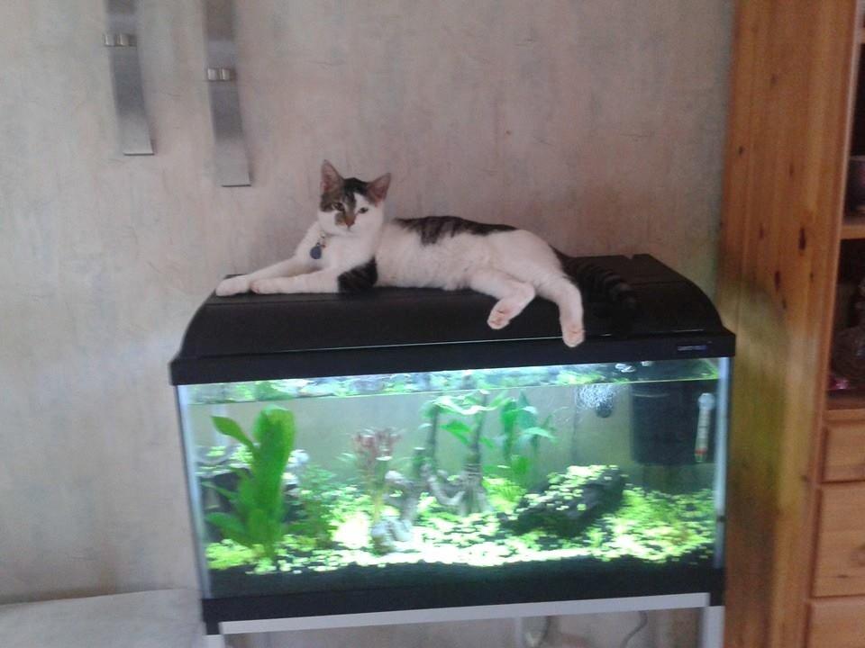 Blanding af racer Bamse billede 5