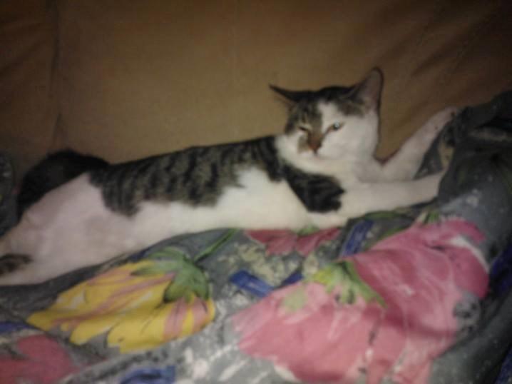 Blanding af racer Bamse billede 6