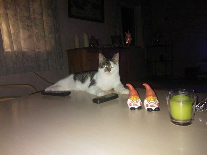 Blanding af racer Bamse billede 7