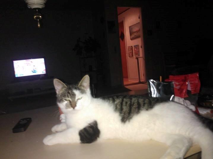 Blanding af racer Bamse billede 8