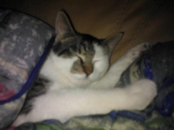 Blanding af racer Bamse billede 1