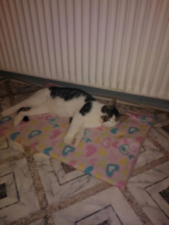 Blanding af racer Bamse billede 10