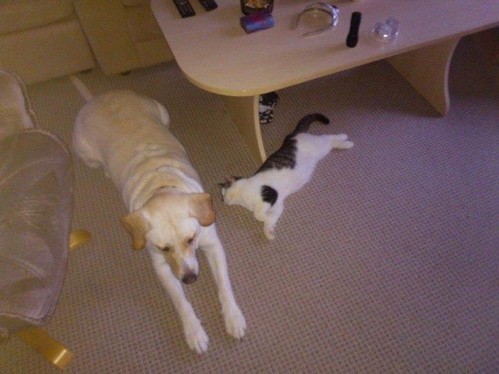 Blanding af racer Bamse billede 11