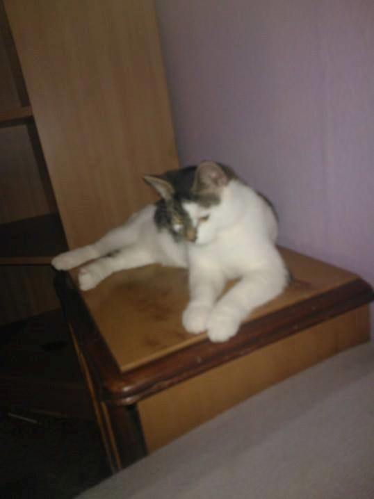 Blanding af racer Bamse billede 12