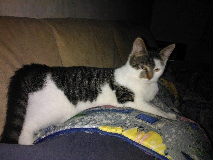 Blanding af racer Bamse billede 13