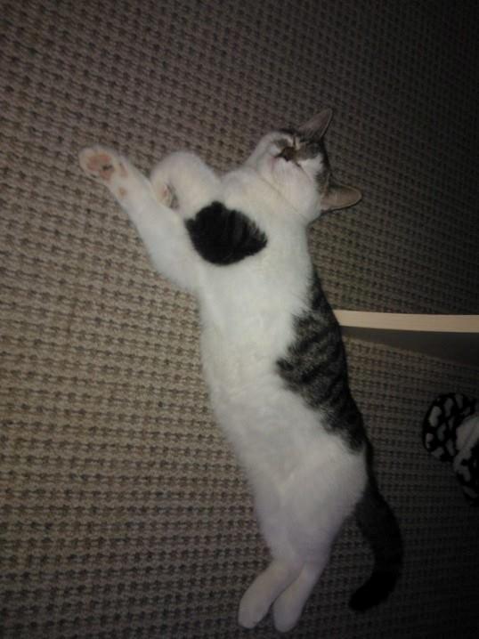 Blanding af racer Bamse billede 14