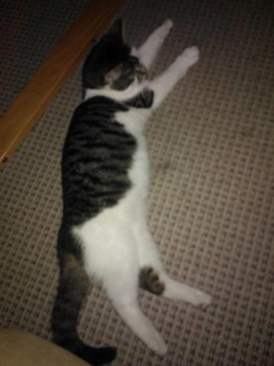 Blanding af racer Bamse billede 9