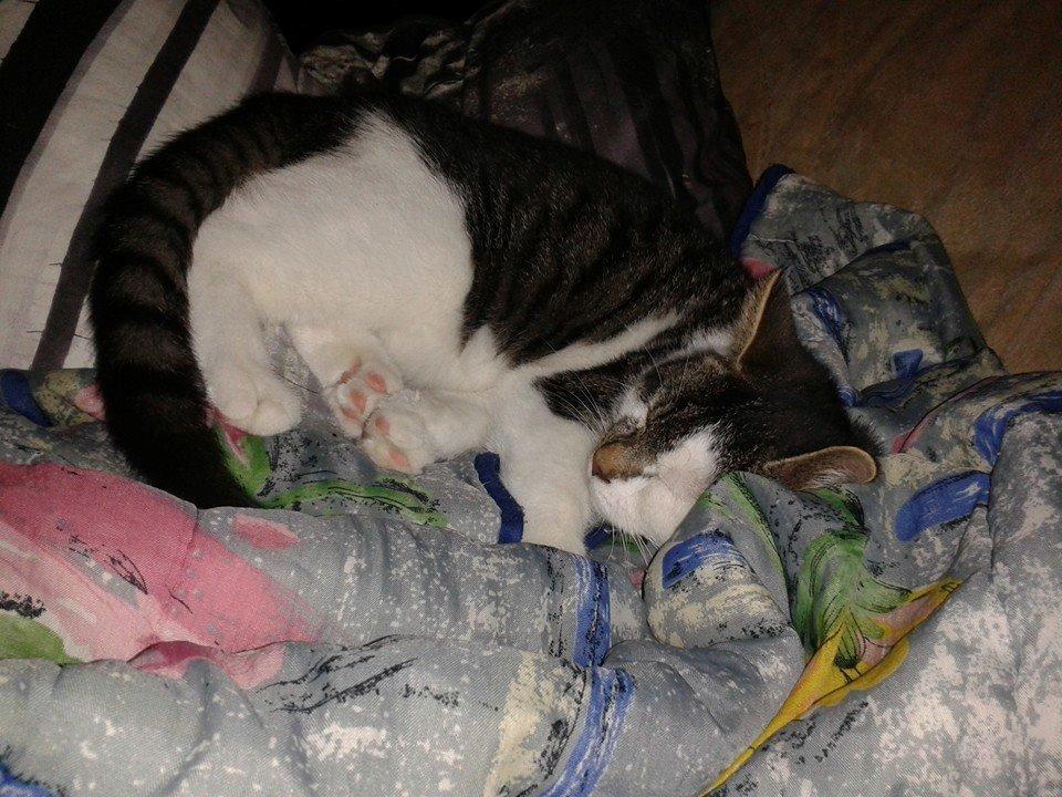 Blanding af racer Bamse billede 15