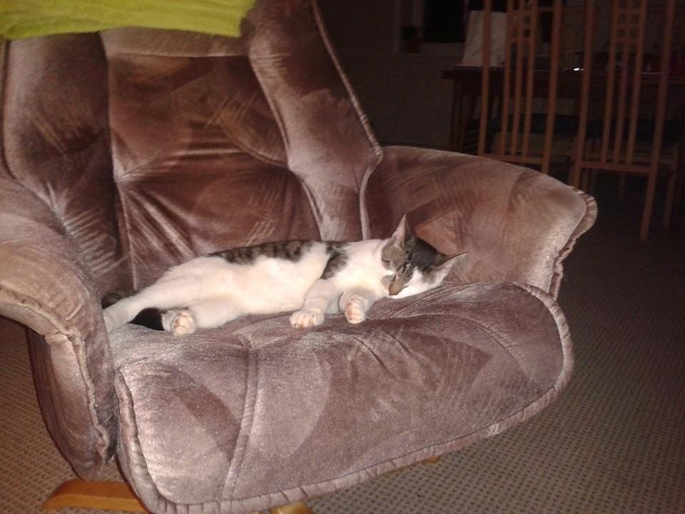 Blanding af racer Bamse billede 17