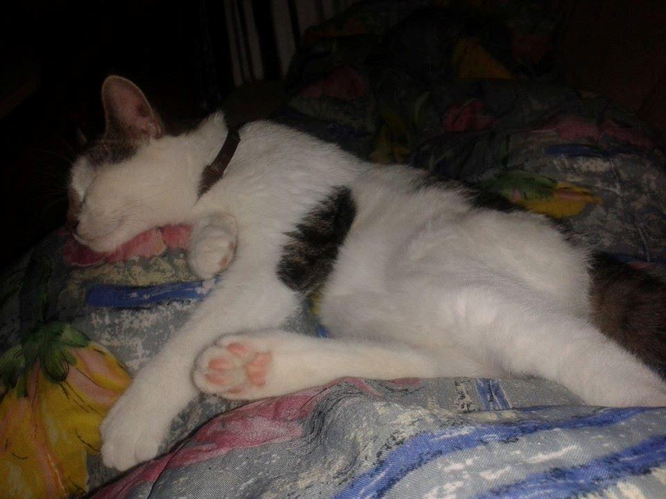 Blanding af racer Bamse billede 19