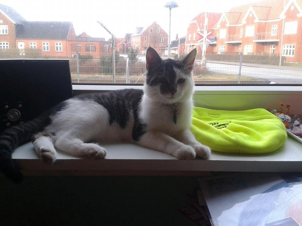 Blanding af racer Bamse billede 20