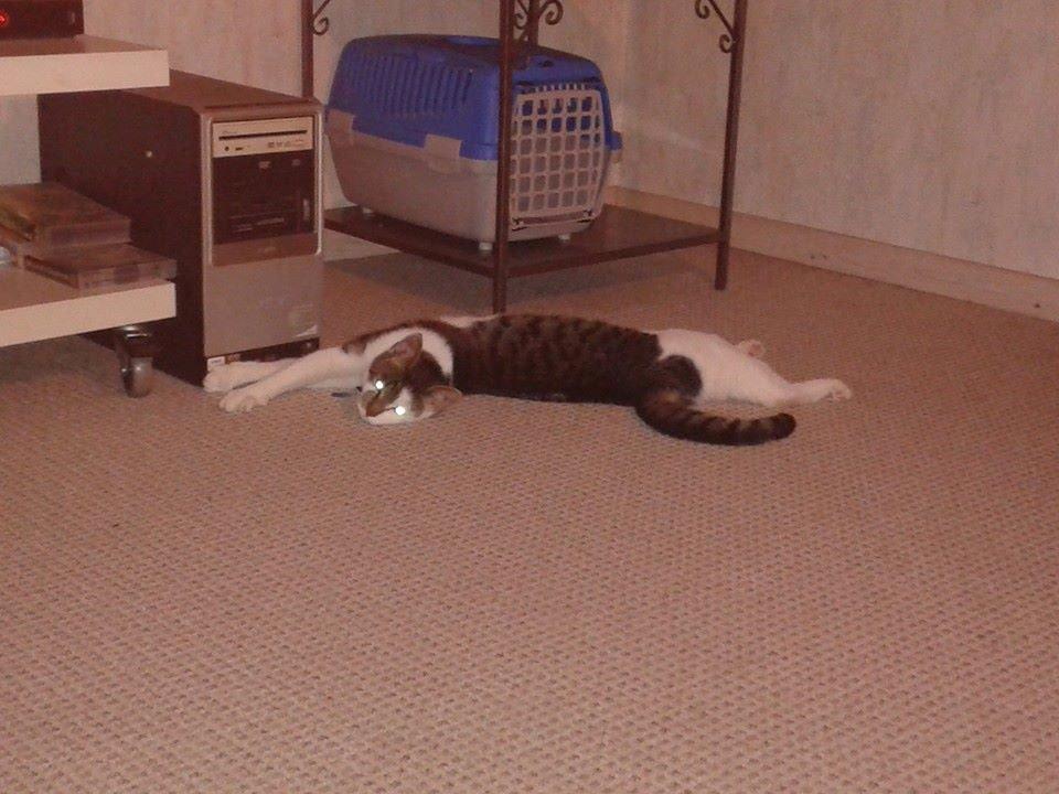 Blanding af racer Bamse billede 21