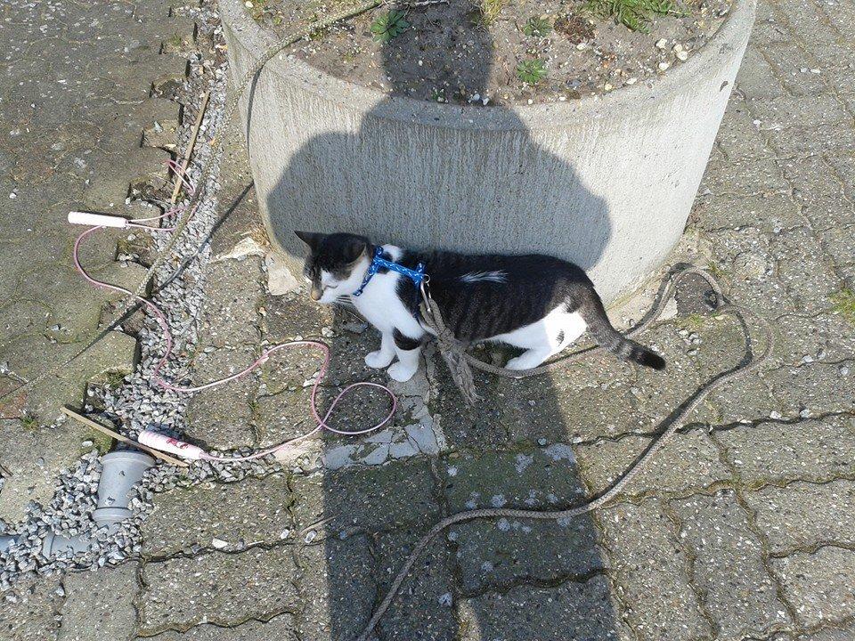 Blanding af racer Bamse billede 22