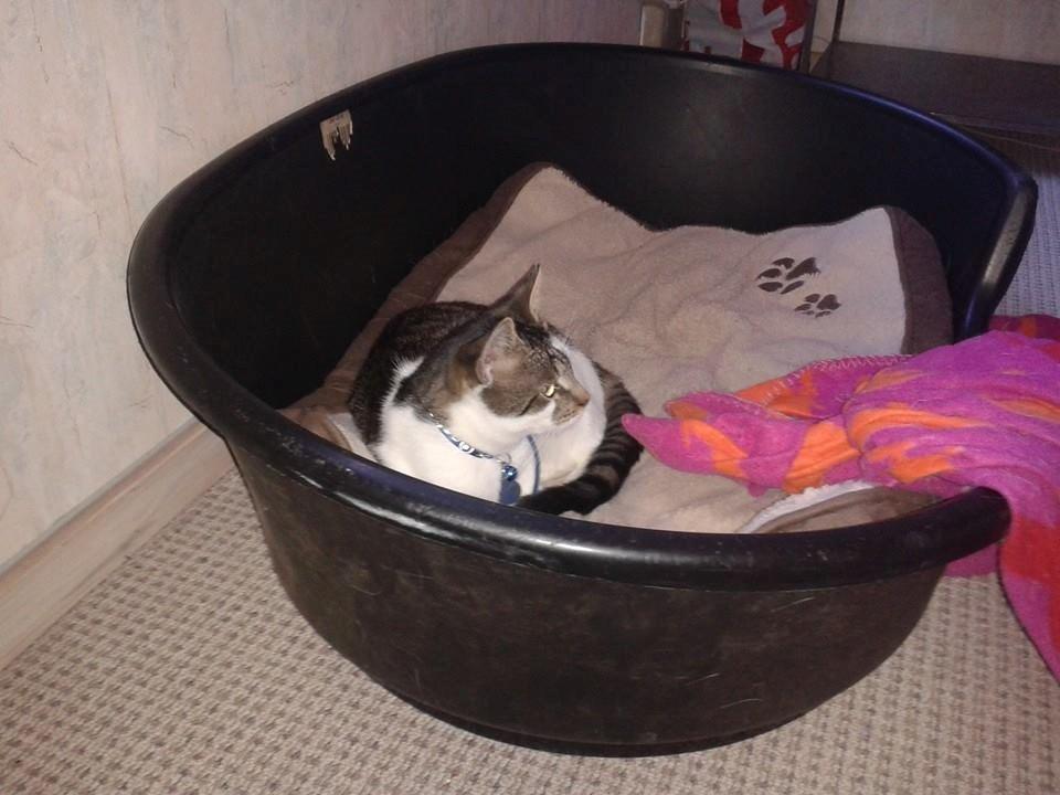 Blanding af racer Bamse billede 23