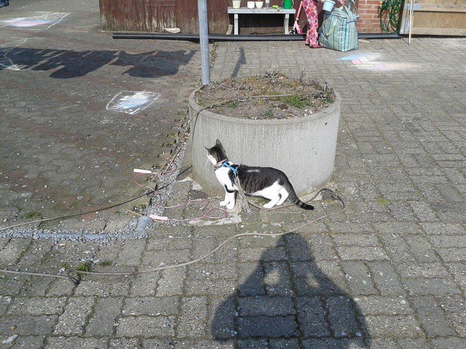 Blanding af racer Bamse billede 24